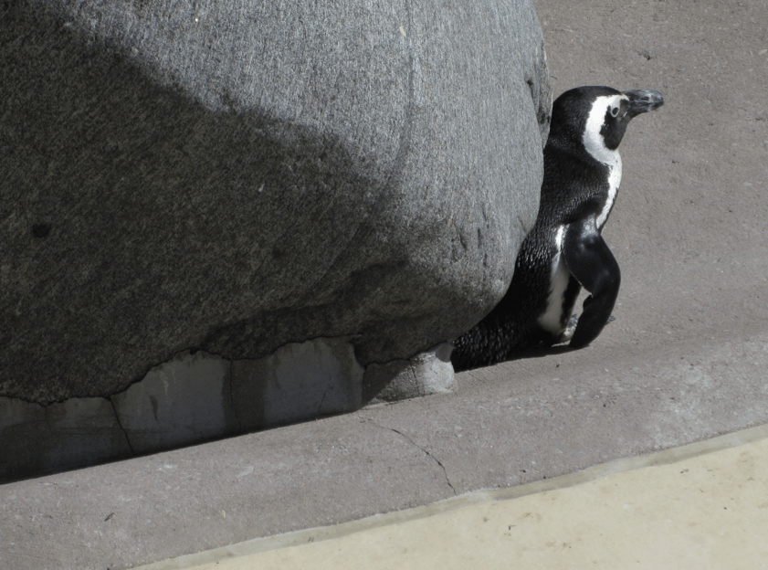 Penguin Photo